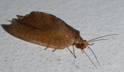 Drepanepteryx phalaenoides
